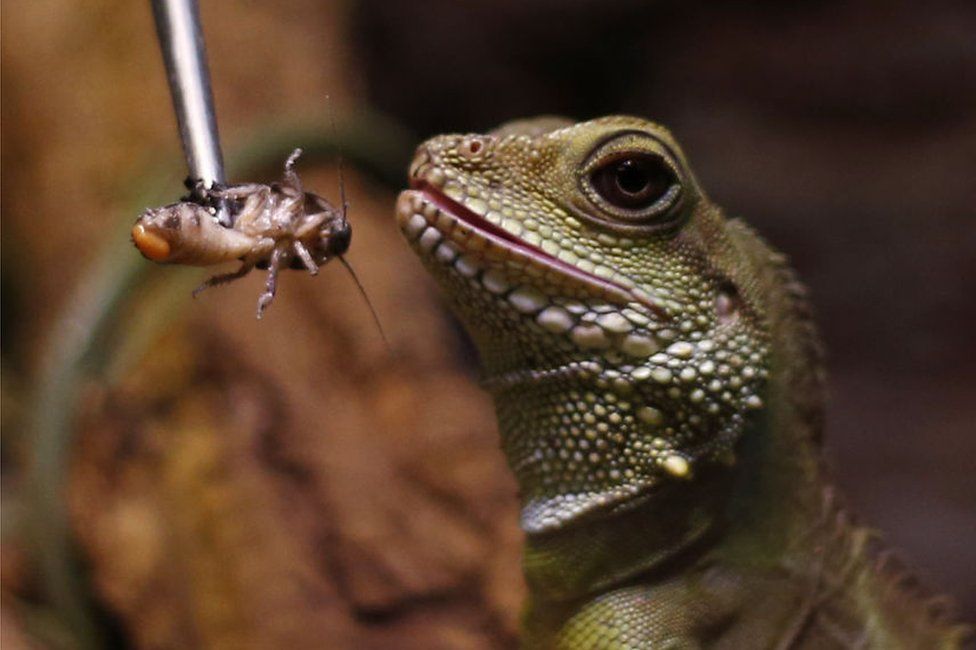 An endangered reptile is fed at WildPark in the Antalya Aquarium in Antalya. Their diet includes morio worms, Madagascar cockroaches, grasshoppers and crickets.