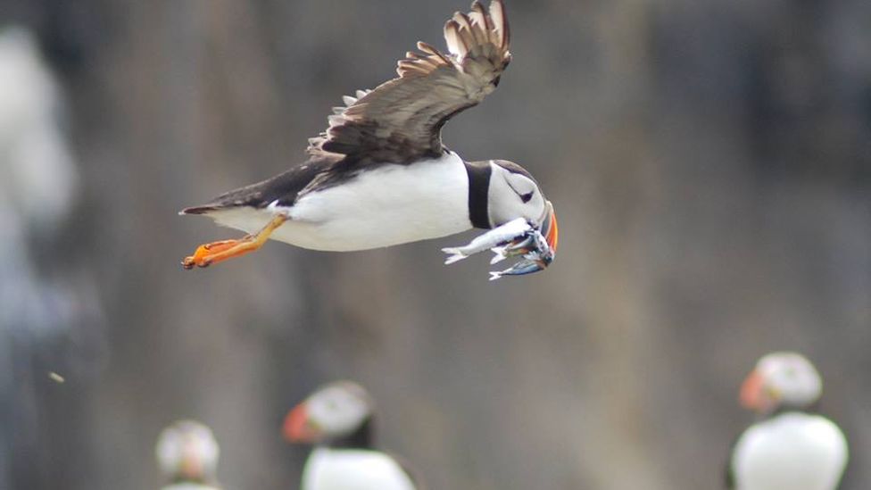 Puffins