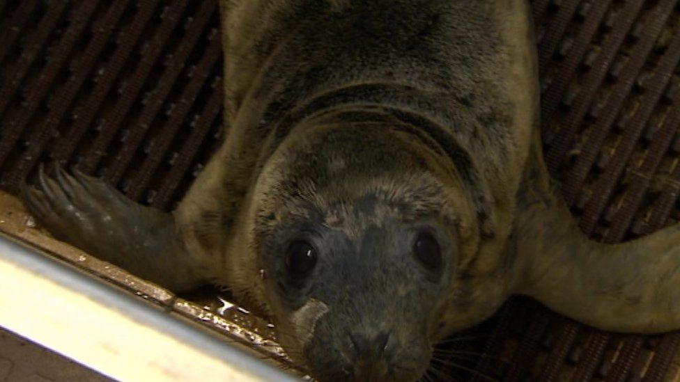 Seal pups 'doing well' after East Coast tidal surge - BBC News