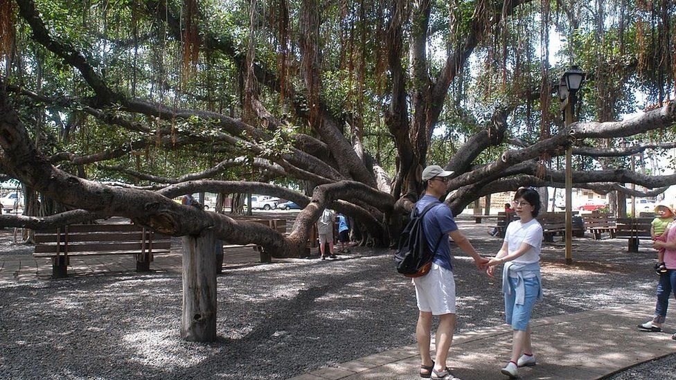 Баньяновое дерево Лахайна