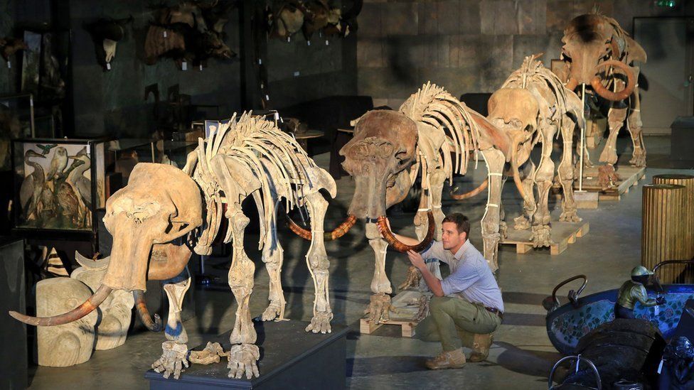 Mammoth fails to sell at auction in Sussex BBC Newsround