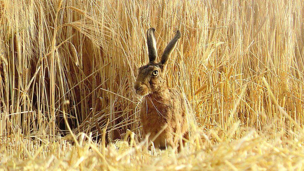 Hare in wheat field