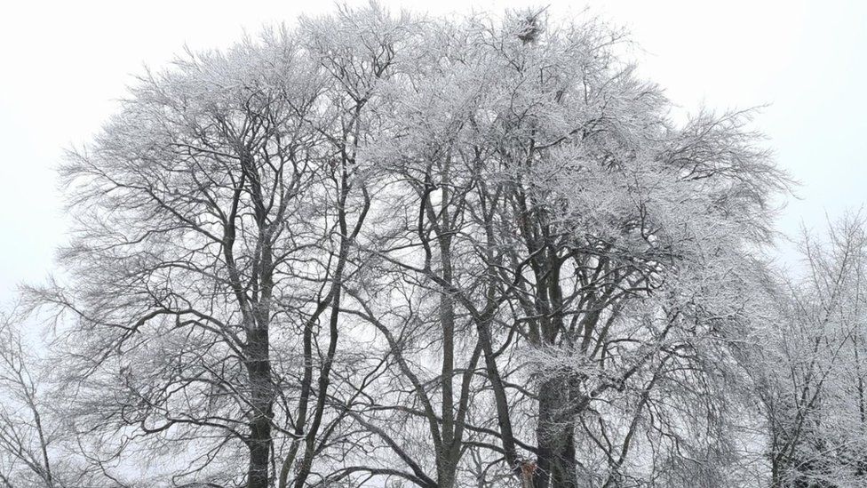 Snow on trees in Royston