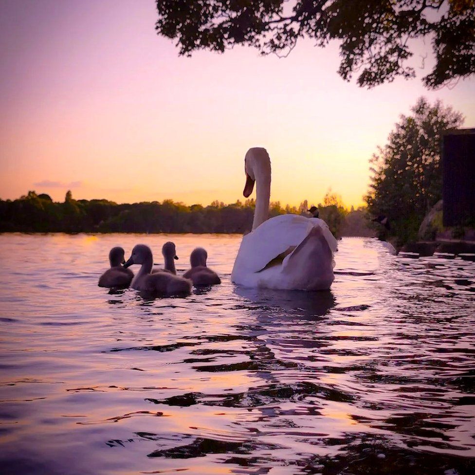 A swan and cygnets at Sutton Park