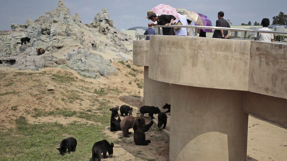 North Koreans look at bears at the newly opened Pyongyang Central Zoo in Pyongyang, North Korea, Tuesday, Aug. 23, 2016.