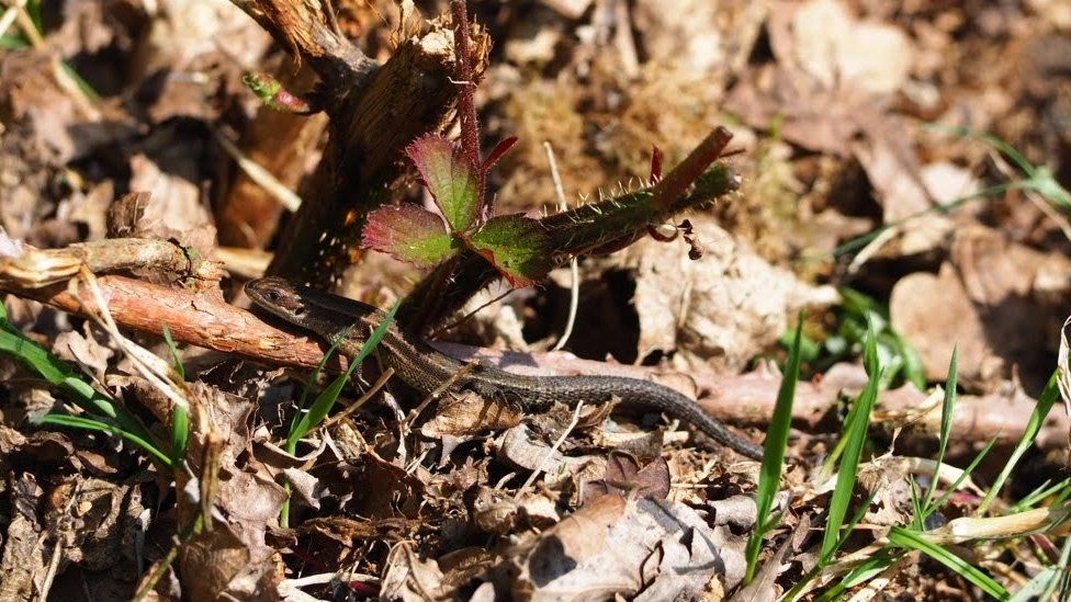 Common lizard