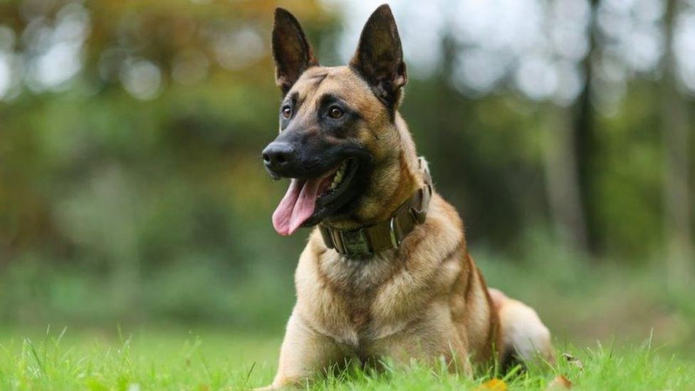 Wolverhampton man arrested after police dog pursuit - BBC News