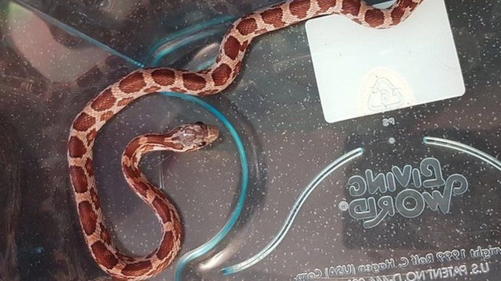 The corn snake in a plastic container