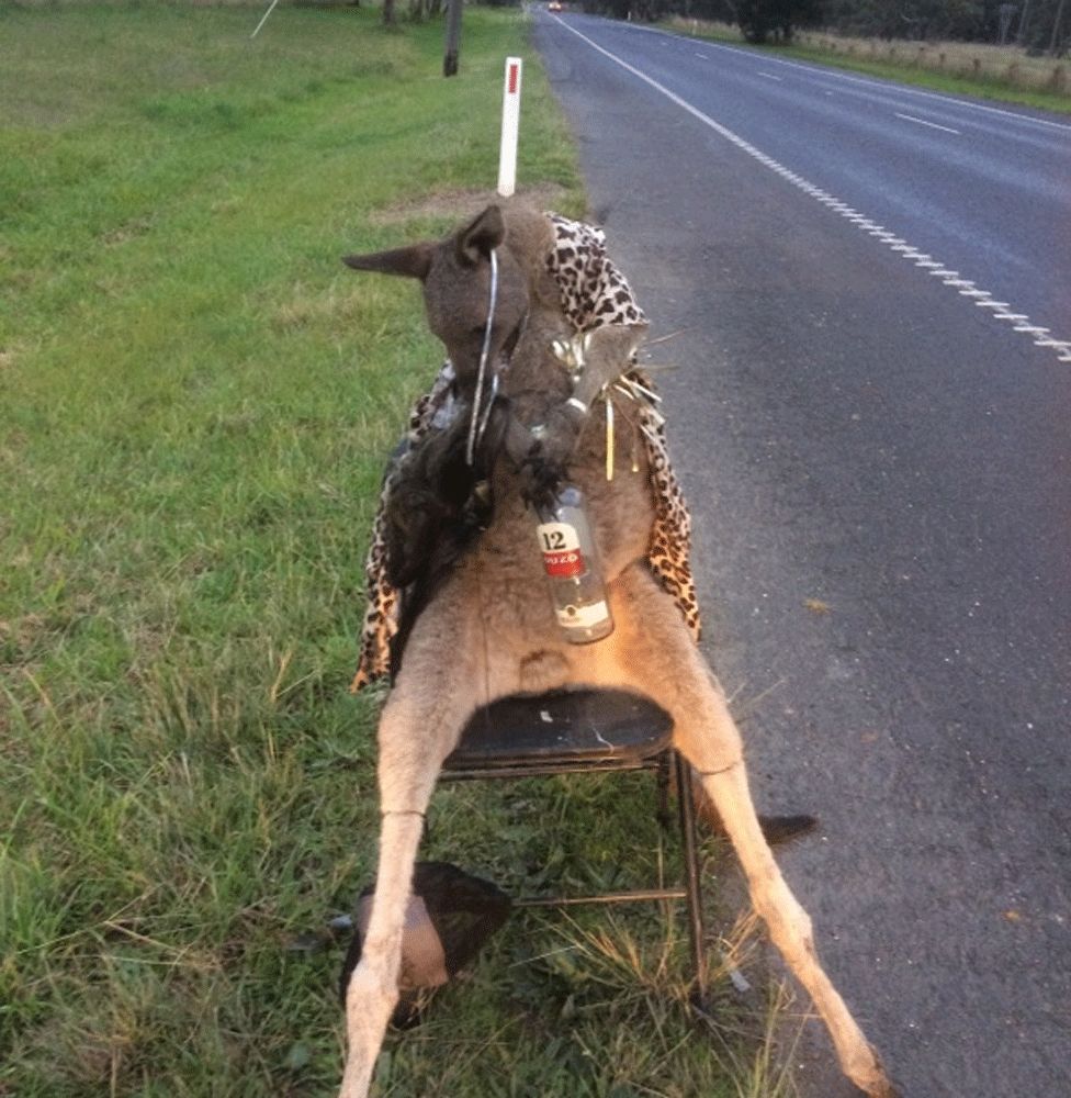 A dead kangaroo tied to a chair beside a road in Melbourne, Australia