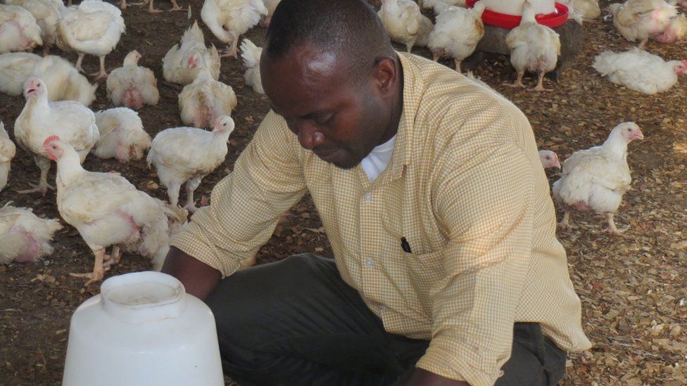 Napoleon Oduro tends his chickens in Ghana