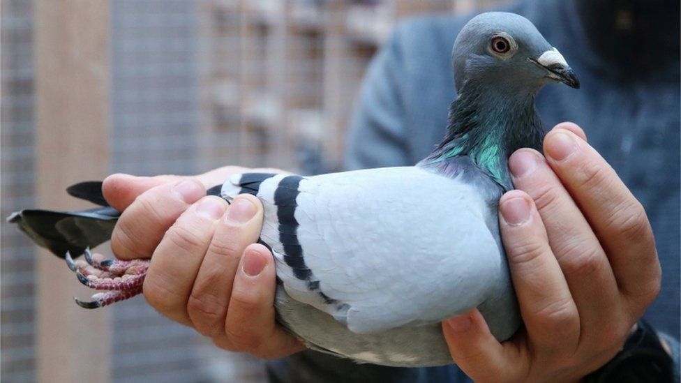 New Kim Racing Pigeon From Belgium Sold For Record 1 6m c News