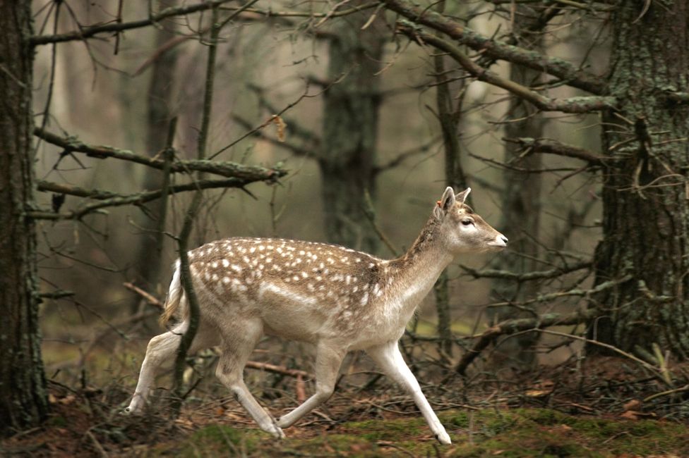 A deer in the Belovezhskaya Pushcha national park