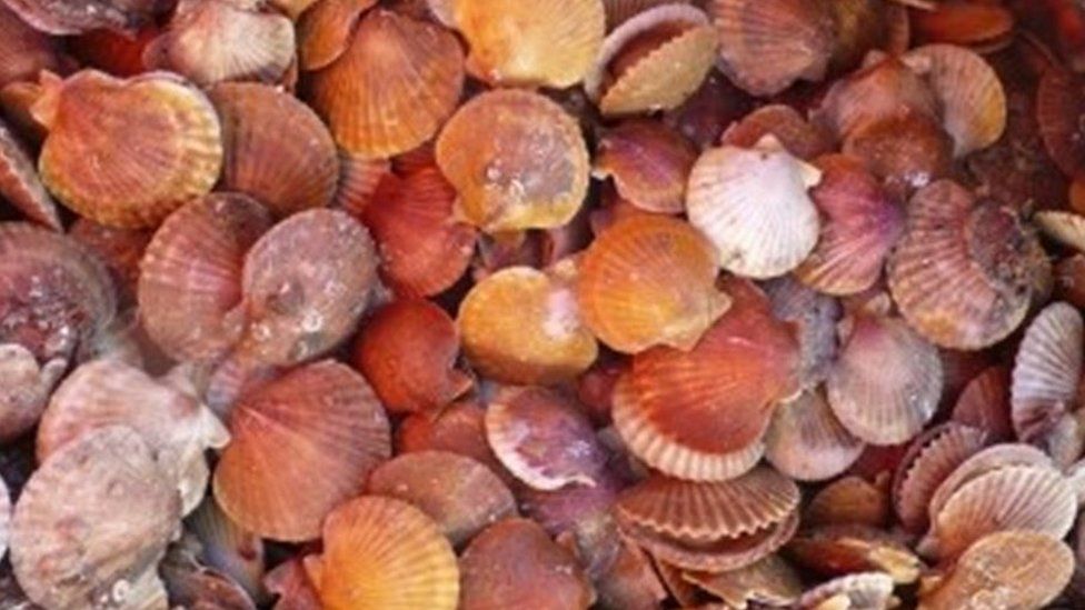 Queen scallops in shells