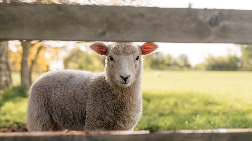 A lamb stares through a gate