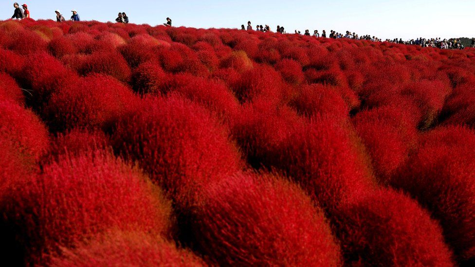 People walk in a field of fireweed, or Kochia scoparia, at the Hitachi Seaside Park in Hitachinaka, Japan, 22 October 2018. Fireweed is a grass bush that takes on a bright red colour in autumn.