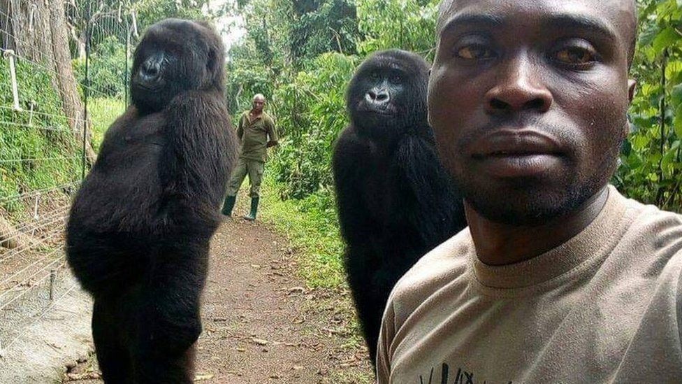 Gorillas posing for selfie in Virunga National Park, DR Congo