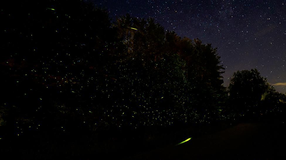Carla Rhodes is a wildlife conservation photographer who has snapped fireflies in the Catskill Mountains in New York, US