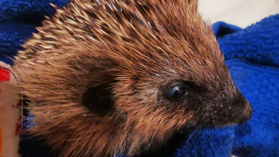 One of the hedgehogs that has been cared for by Help4Hedgehogs