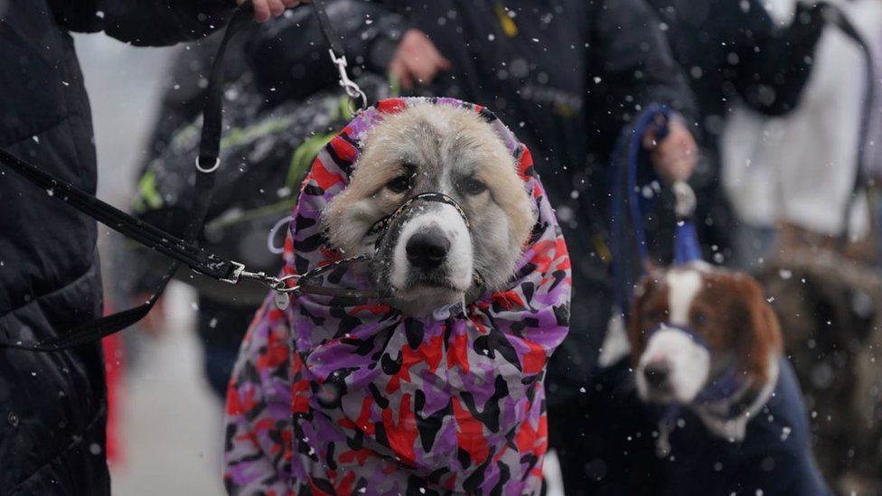 A Pyrenean mountain dog walking through snow