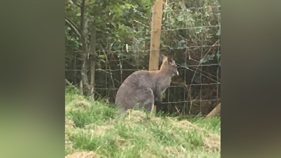 Wallaby on loose after Filey park escape - BBC News
