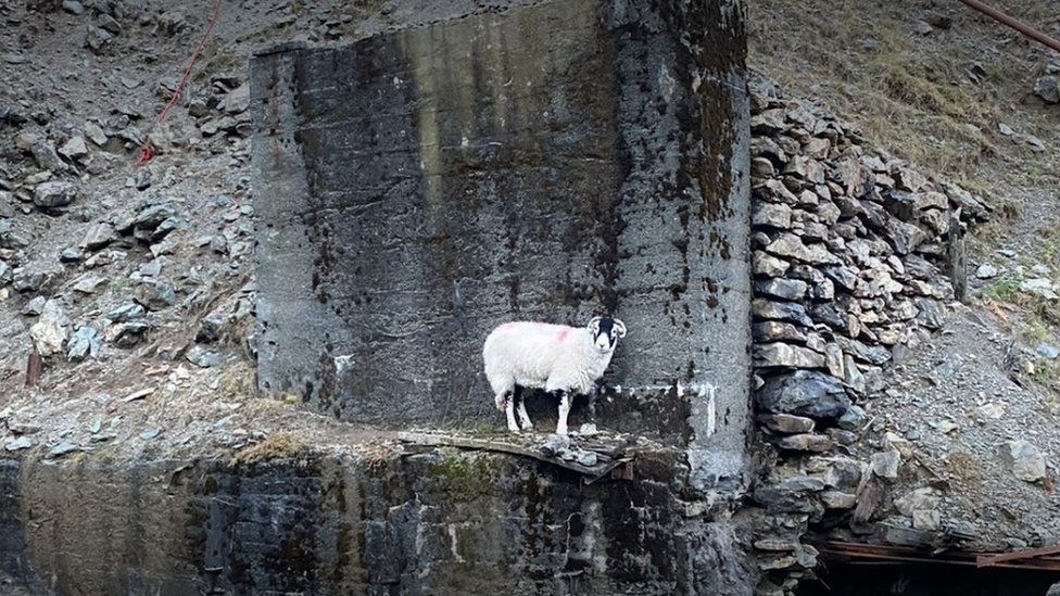 Sheep on ledge