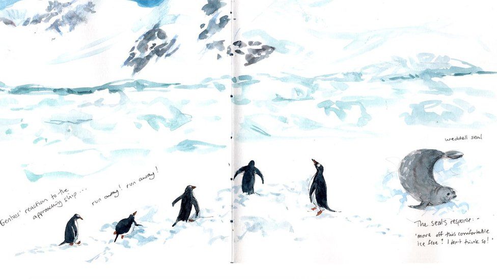 Drawings of penguins and a seal