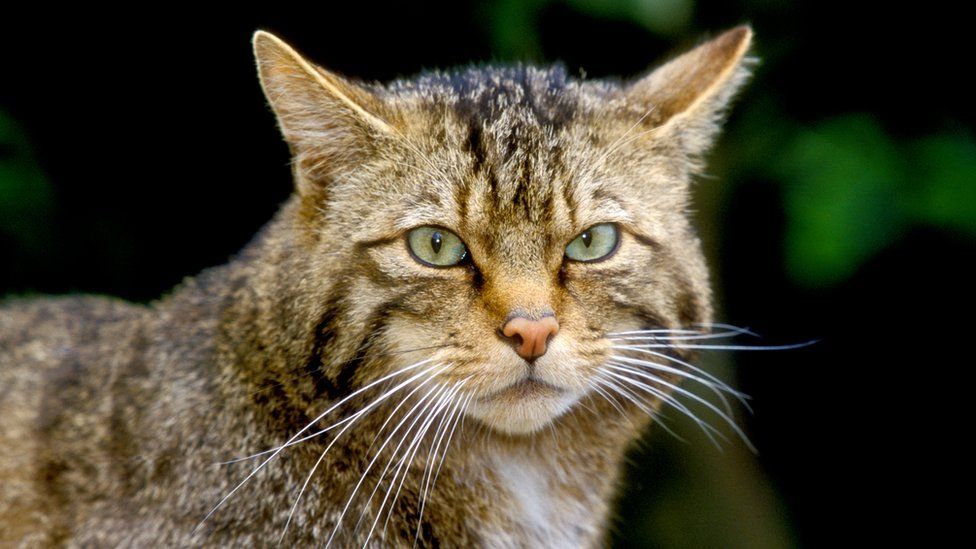 Hidden Camera Study Finds 19 Wildcats Across Scotland - Bbc News