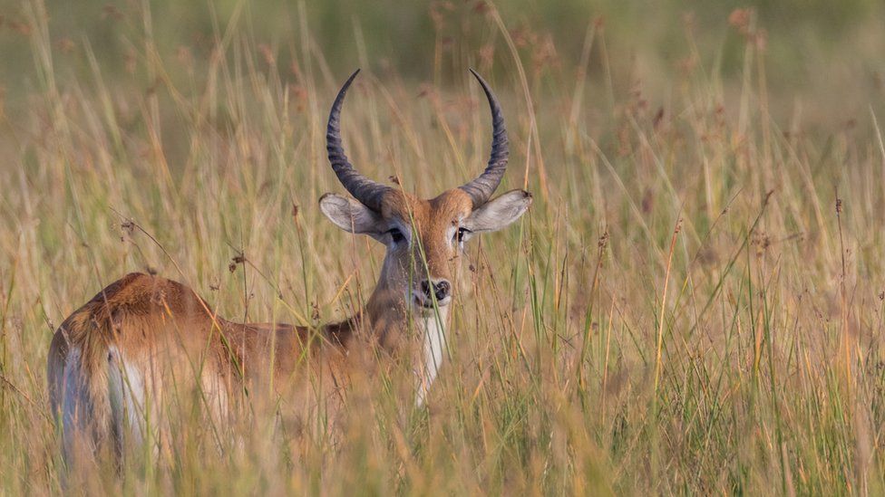 Antelope in the wild