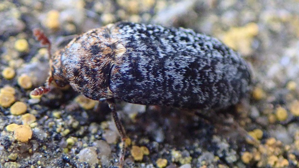 A Dermestes undulatus beetle found on Flat Holm Island. The beetle is oblong in shape, with brown, black and white colourings, and two antennae sticking out from its head.