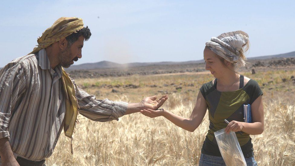 Ali Shakaiteer and Dr Amaia Arranz-Otaegui sampling cereals in the area where the bread was discovered
