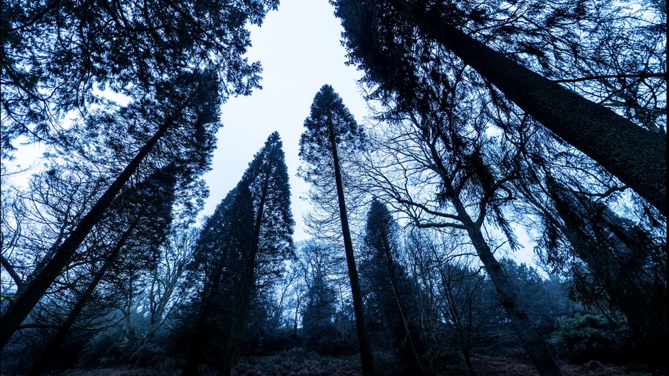 UK giant redwoods