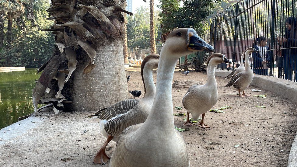 Geese at Giza Zoo