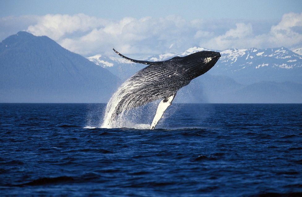 Humpback whale in Alaska