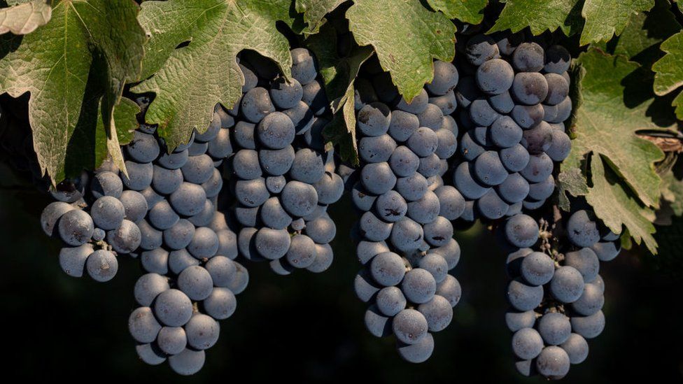 A close up of cabernet grapes grown in California