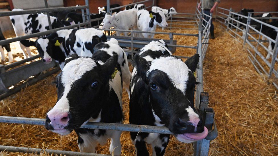 Dairy farm near Crewe