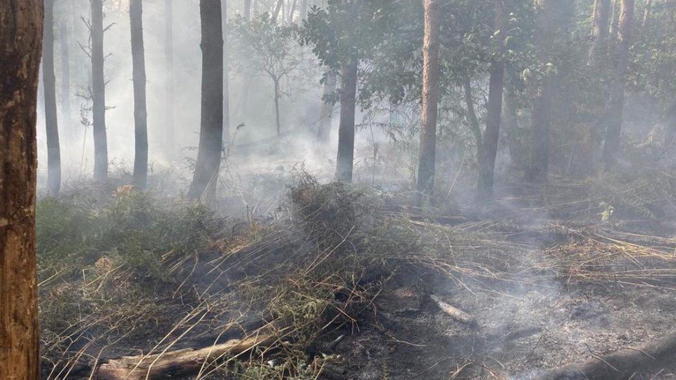 Wildfire in woods in Heybridge