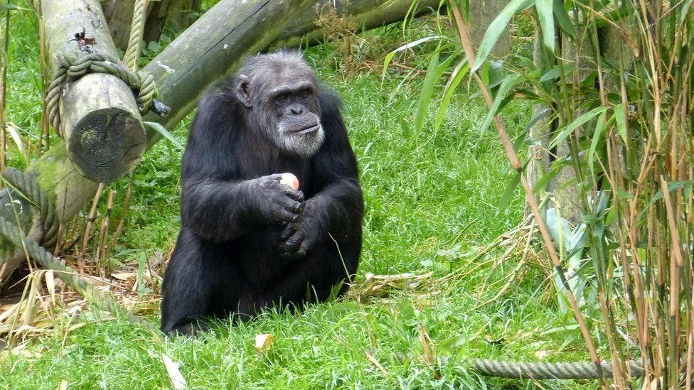 chimpanzee eating an apple
