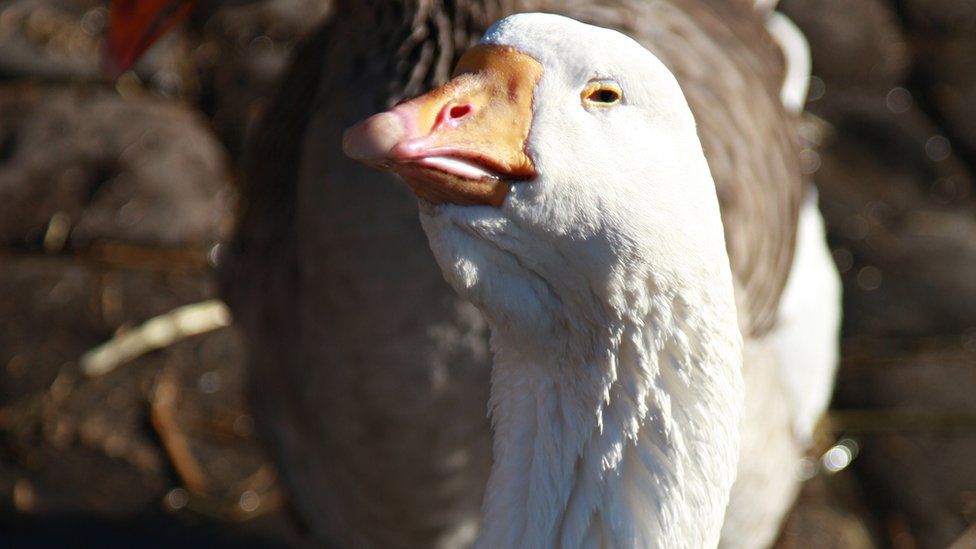 Goose