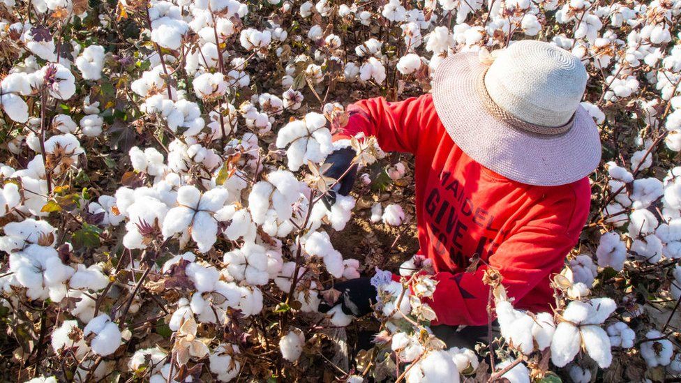 Farmer harvesting cotton in Xinjiang (October 2020)