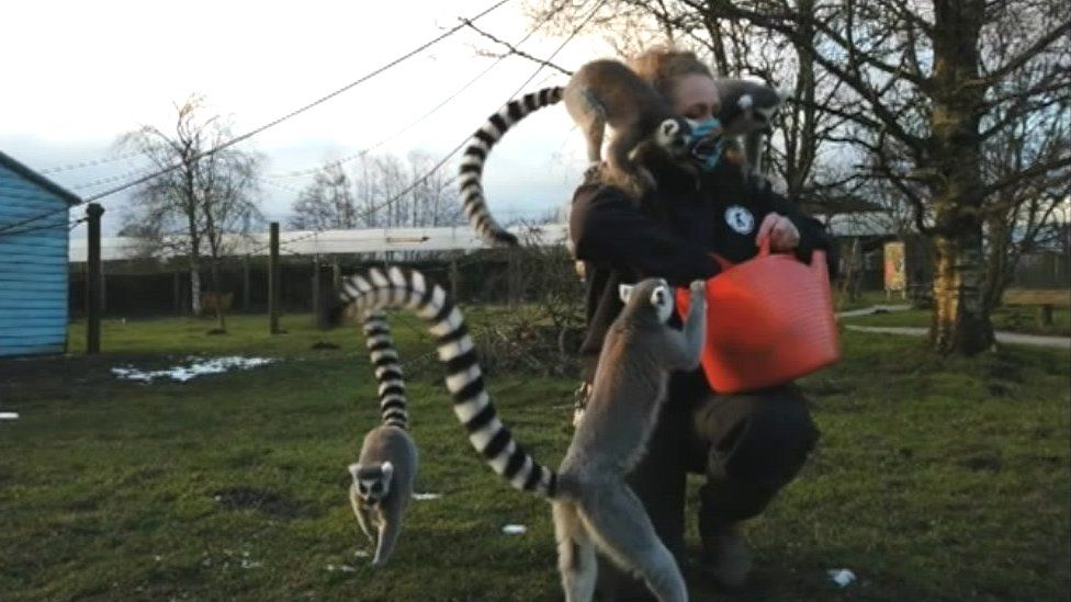 Covid-19 lockdown: Animal rescue centres relying on public support ...