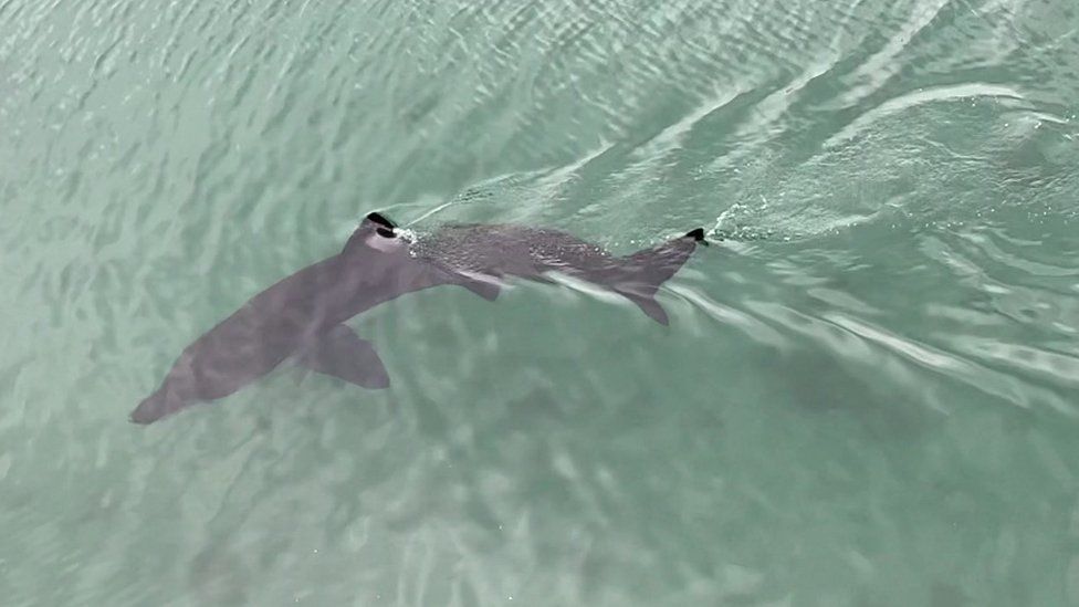 Basking shark