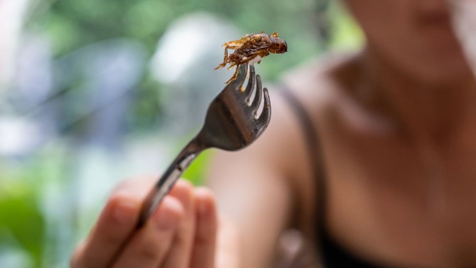 Fried insect