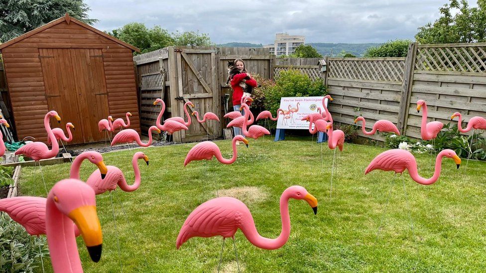 Daisy and the flamingos in her garden