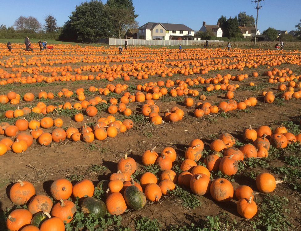 Rows of pumpkins in a field