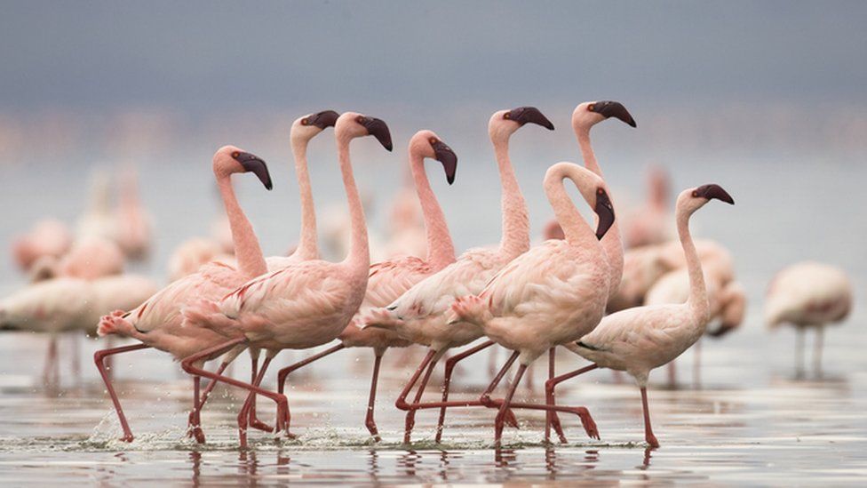 flamingos in a group