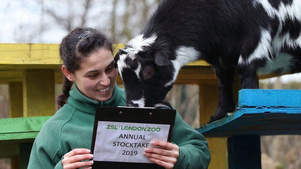 Pygmy goats are counted during the annual stocktake