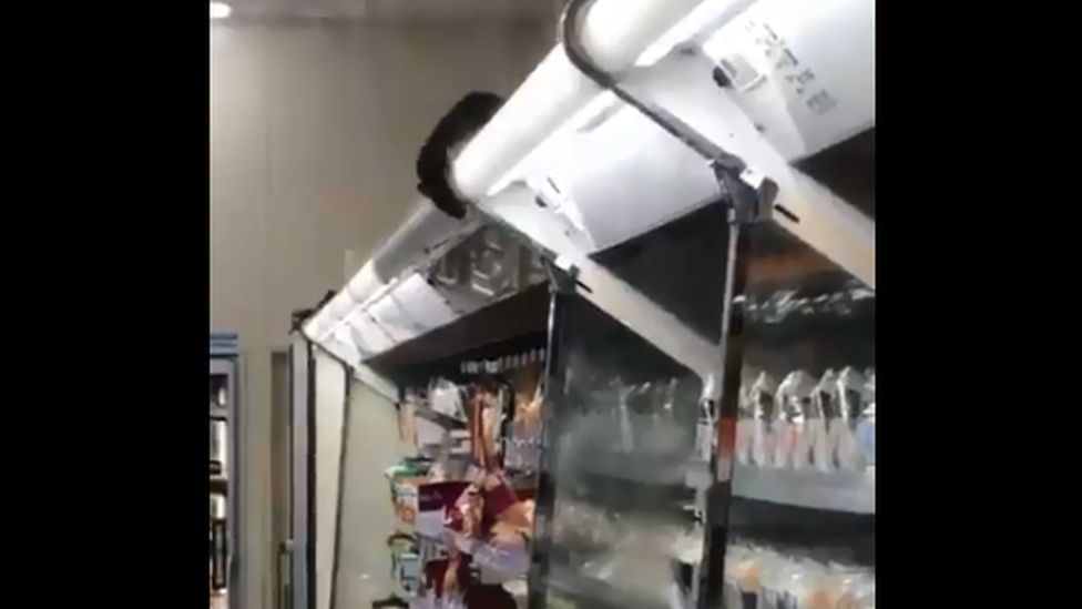 A rate peers over a food cabinet at a Family Mart store