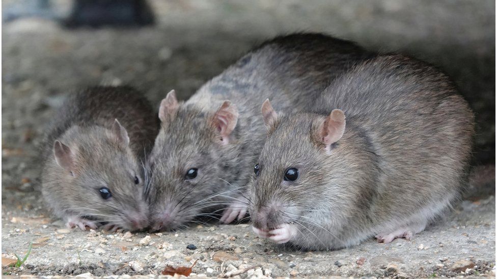 Three rats