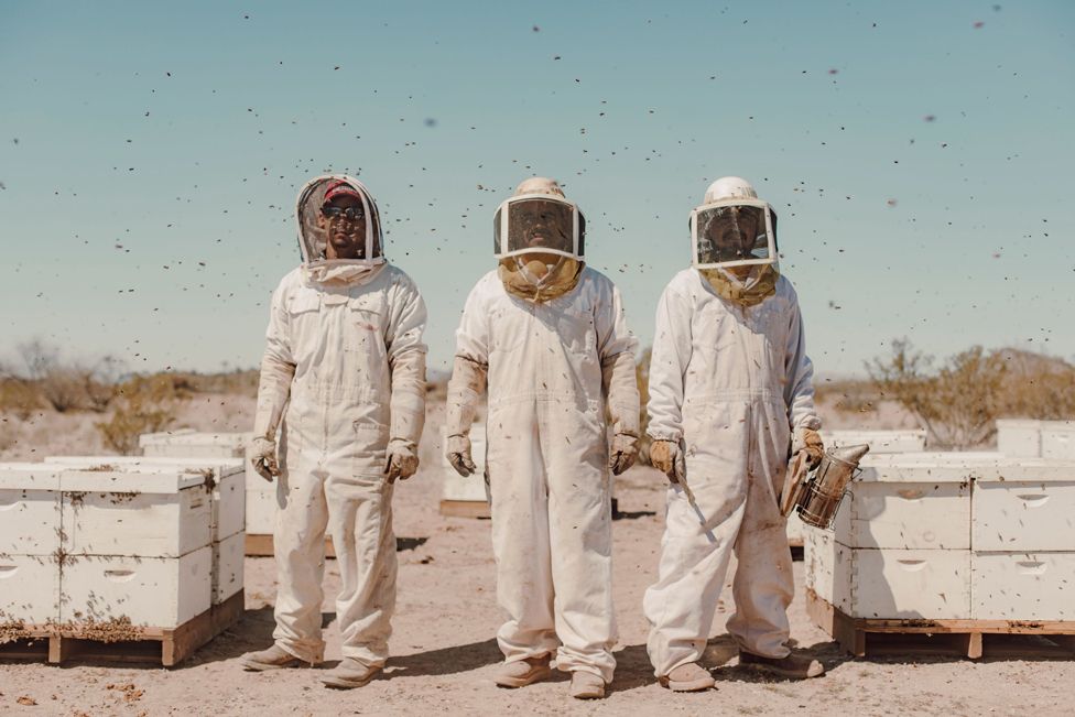 Alfredo, Ubaldo, and Jose tend beehives near Wenden in the Arizona desert, USA, 11 March 2022
