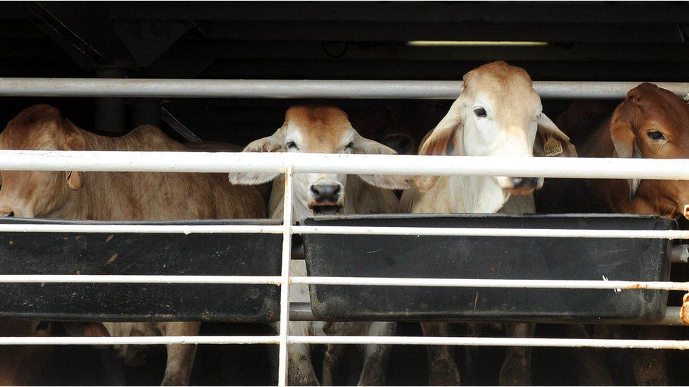Australian cattle wait to be offloaded from a transport ship in Jakarta on June 8, 2011.